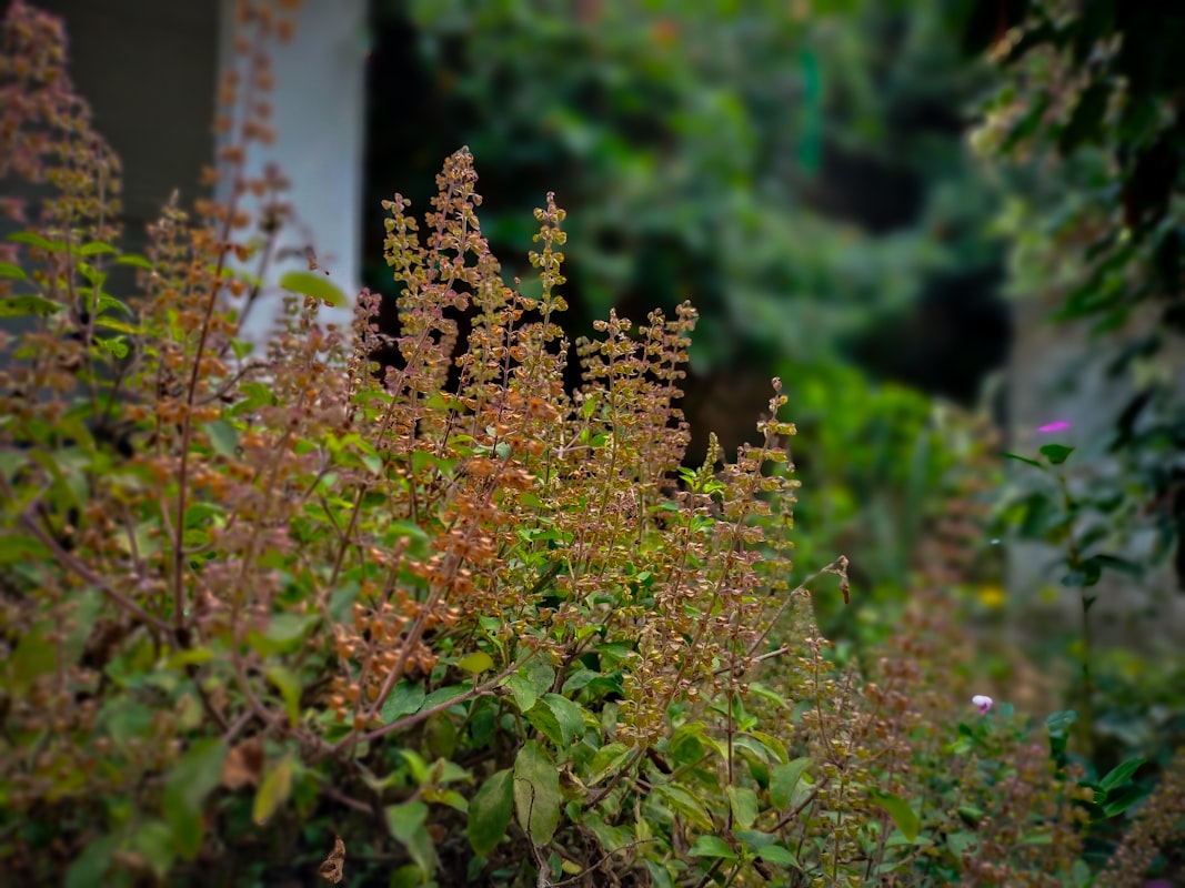 Hierbas medicinales naturales para protección de salud